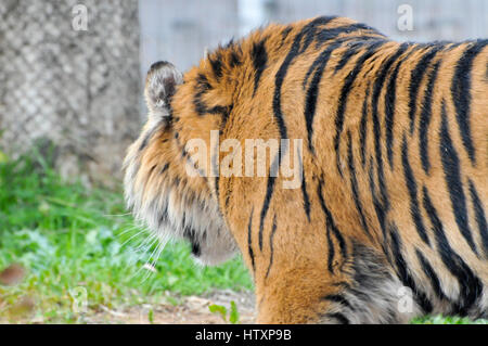 Sumatran tiger (Panthera tigris sumatrae) is a rare tiger subspecies that inhabits the Indonesian island of Sumatra. It has been listed as Critically  Stock Photo