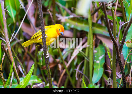 Eastern golden weaver (Ploceus subaureus). Watamu, Kenya. Stock Photo