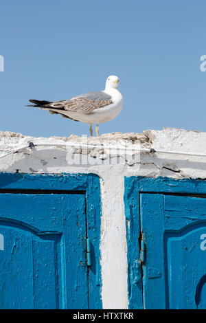 Single seagull standing on old wall with contrasting blue wooden doors in day light. Light blue sky in background Stock Photo