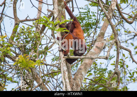 Venezuelan red howler (Alouatta seniculus) in the canopy in forest of León River, Apartadó, Colombia Stock Photo