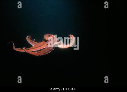 A Giant Pacific Octopus (Enteroctopus dofleini) weighing over 20 Kilos. Victoria Island, British Columbia - North Pacific Ocean. Digitally manipulated Stock Photo