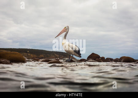 Pelican (Pelecanus conspicillatus) Stock Photo