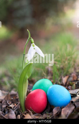 Three easter eggs near a snowdrop ina garden Stock Photo