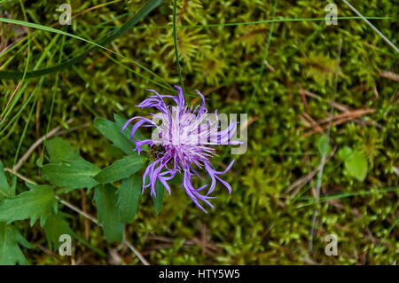Wild Greater Knapweed Flower or Centaurea scabiosa blossom in Rila mountain, Bulgaria Stock Photo
