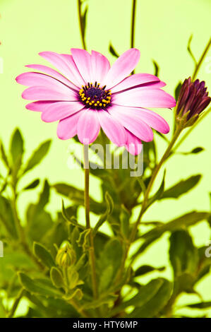 Gerbera daisy flower Stock Photo