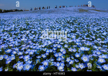 Nemophila (flower) field in full bloom at Hitachi seaside park in Ibaraki, Japan Stock Photo