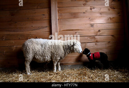 A black lamb and its white mother kiss in a barn Stock Photo