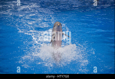 Aquarium in Palmitos Park GRAN CANARIA Canary Islands Spain Stock Photo ...