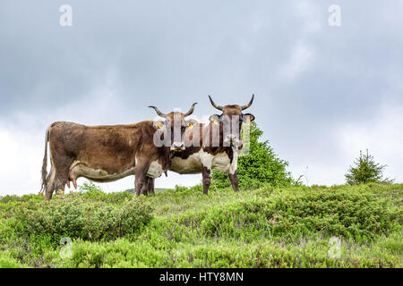 Walking tour through the romanian countryside, mountains, villages, waters. Holidays in carpathian nature. Stock Photo