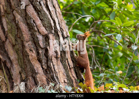 Squirrel in spring season Stock Photo