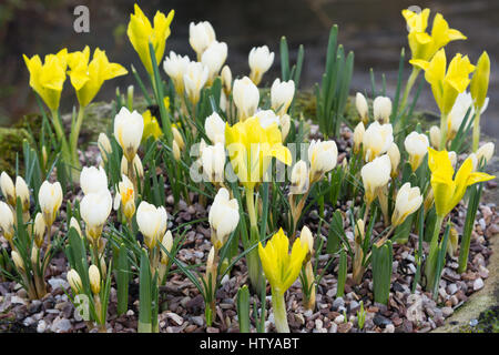 Iris danfordiae and Crocus chrysanthus 'Cream Beauty' Stock Photo