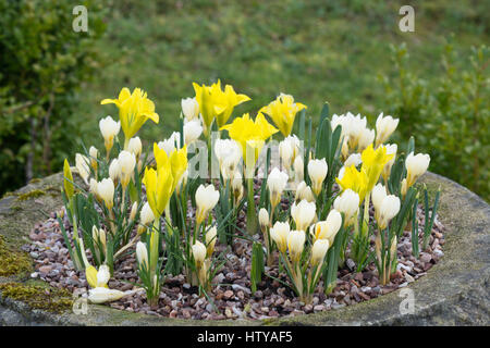 Iris danfordiae and Crocus chrysanthus 'Cream Beauty' Stock Photo