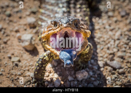 Shingleback Lizard (Tiliqua rugosa) Stock Photo