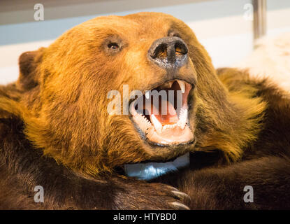 Bear's head with bared teeth ,scarecrow Stock Photo