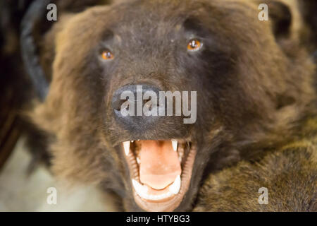 Bear's head with bared teeth , scarecrow Stock Photo