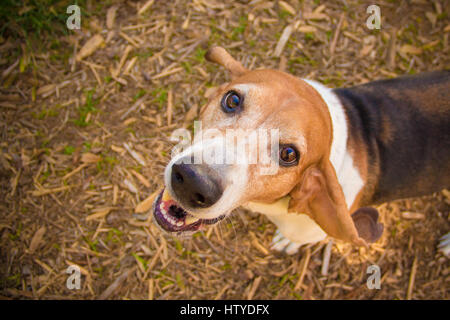 Basset Hound dog looking up Stock Photo