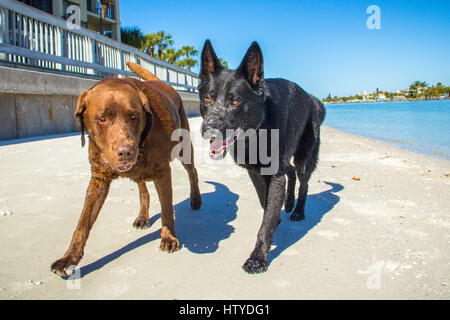 Chocolate Labrador and German Shepherd dogs walking on beach, Treasure Island, Florida, United States Stock Photo