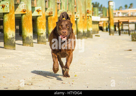 Chocolate Labrador dog Running on beach, Treasure Island, Florida, United States Stock Photo