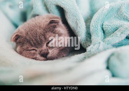 Cat sleeping under blanket Stock Photo
