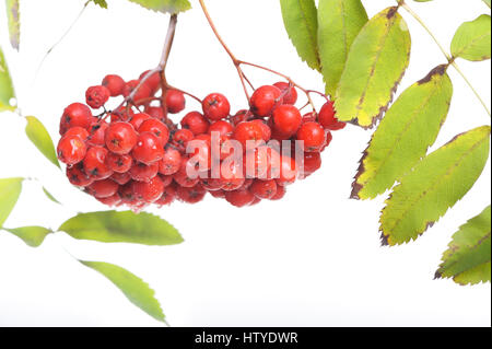 Bunch of red rowan isolated on white background Stock Photo