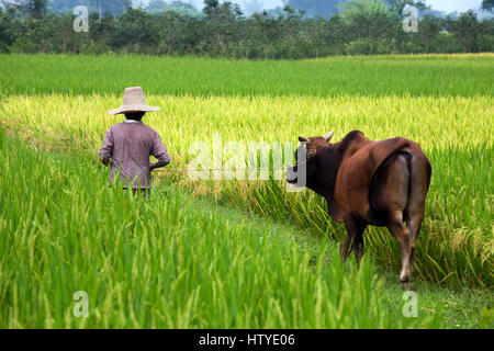 In China farmers still use cattle like buffalos or oxen instead of machines for ploughing and other hard work. Here a farmer drags his ox in a rice fi Stock Photo