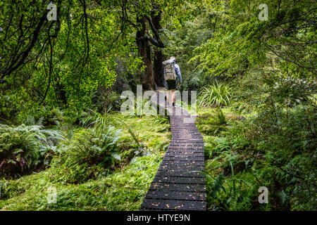 Man Hiking through the forest, Upper Travers Valley, Nelson Lakes National Park, South Island, New Zealand Stock Photo
