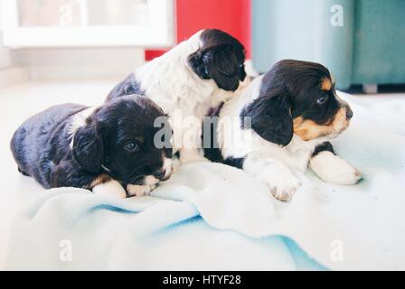 Three Cocker Spaniel Puppy dogs on a bed Stock Photo