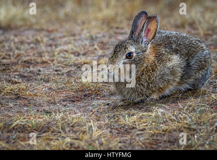 Cottontail Wild Rabbit On A Green Grassy Field Stock Photo