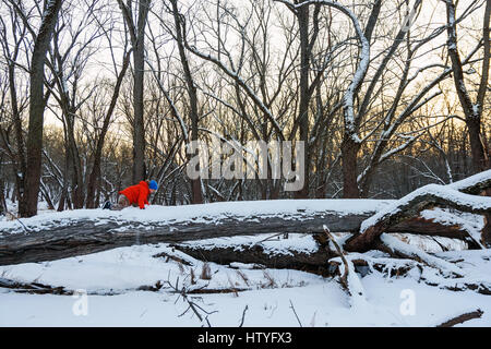 Boy crawling along fallen tree in forest Stock Photo