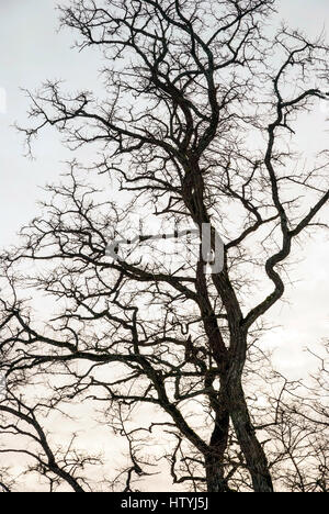 Black and white image of the silhouette of a leafless, lonely tree ...
