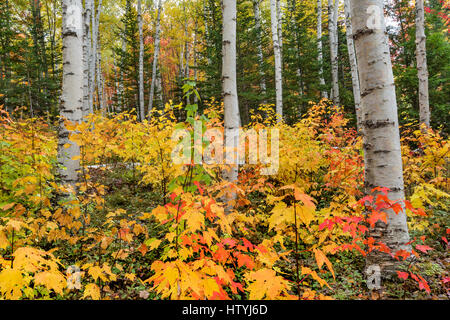 Colorful fall foliage contrasts with the white birch bark, Pinkham Notch, White Mountain National Forest, Coos Co., NH Stock Photo