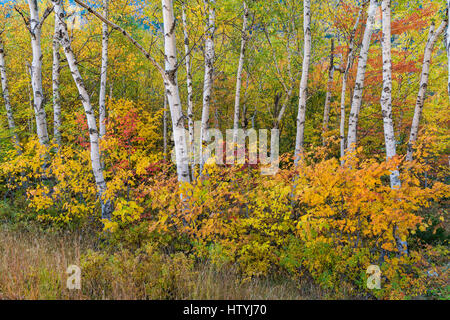 Colorful fall foliage contrasts with the white birch bark, Coos County, Pinkham Notch, White Mountain National Forest, NH Stock Photo