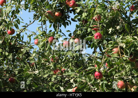 Ripe red  apples hanging tree, apple orchard Stock Photo