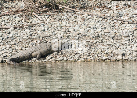 A basking American Crocodile (Crocodylus acutus), Sumidero Canyon, Mexico Stock Photo