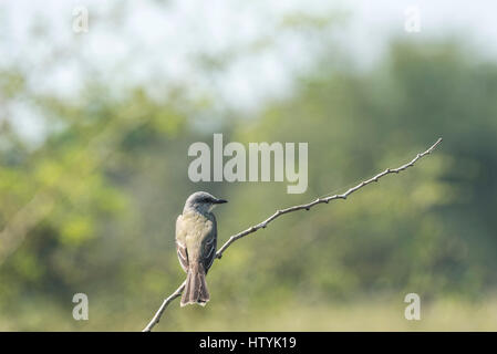 A Tropical Kingbird (identified by its call) perched on a branch Stock Photo