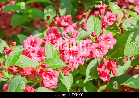 Bee on weigela Stock Photo