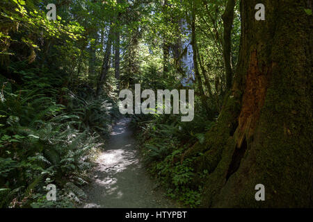 Trail in Hoh Rainforest, near Forks, Olympic National Park, Washington, USA Stock Photo