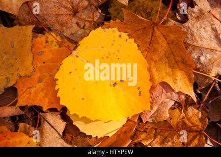 A yellow large tooth aspen leaf (Populus grandidentata) laying on the ground on top of other leaves. Muskoka, Ontario, Canada. Stock Photo