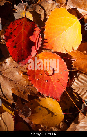 A red large tooth aspen leaf (Populus grandidentata) with drops of water laying on the ground on top of other leaves. Muskoka, Ontario, Canada. Stock Photo