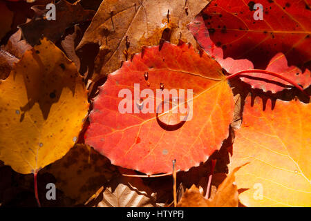 A red large tooth aspen leaf (Populus grandidentata) with drops of water laying on the ground on top of other leaves. Muskoka, Ontario, Canada. Stock Photo