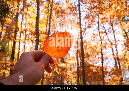 A man holding an orange large tooth aspen leaf (Populus grandidentata) with the sun behind. Muskoka, Ontario, Canada. Stock Photo