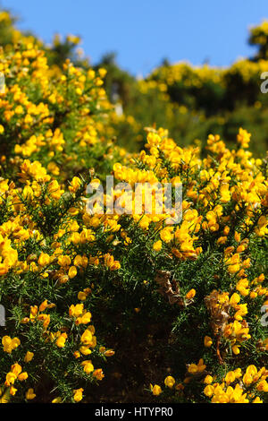 Common gorse (Ulex europaeus) also known as  Furze or Whin a thorny evergreen shrub with brilliant yellow flowers that bloom in the spring Stock Photo