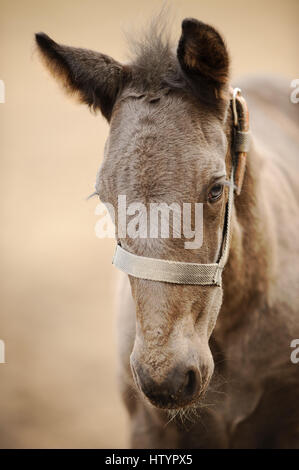 Horse colt profile from front side with blured yellow bacground. Nice brown newborn foal Stock Photo