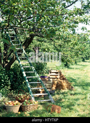 Baskets of apples below and apple tree with a wooden ladder against it in a country garden in late summer Stock Photo