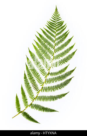 Fern leaf close up cut out isolated on white background. Stock Photo