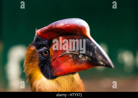 Hornbill at Albay Park and wildlife, Legazpi City, Albay, Philippines Stock Photo