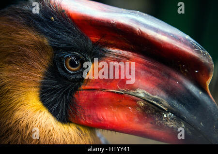 Hornbill at Albay Park and wildlife, Legazpi City, Albay, Philippines Stock Photo