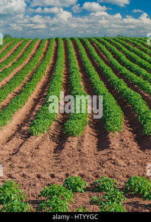 Potato field in rural Prince Edward Island, Canada. Stock Photo