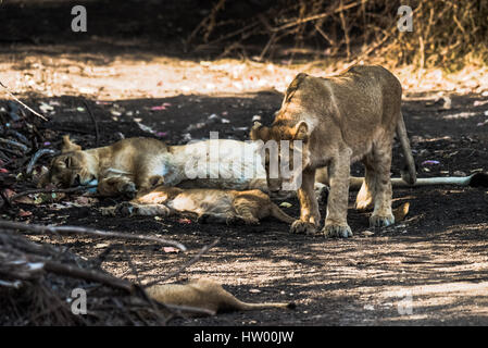 Asiatic Lion family sleeping and one of the sub-adult cub going to sit Stock Photo