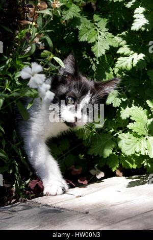 A curious kitten crawls through bushes Stock Photo